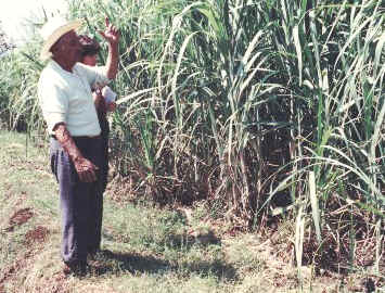 Don Chavo & his cane.jpg (63669 bytes)