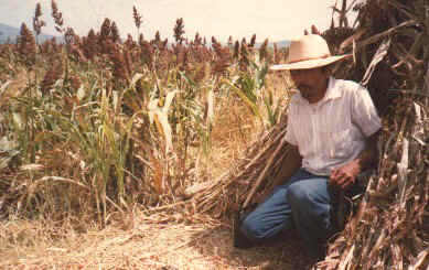 Peasant in sorghum field .jpg (49962 bytes)
