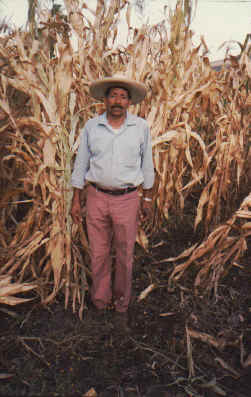 peasant farmer in his cornfield.jpg (106301 bytes)